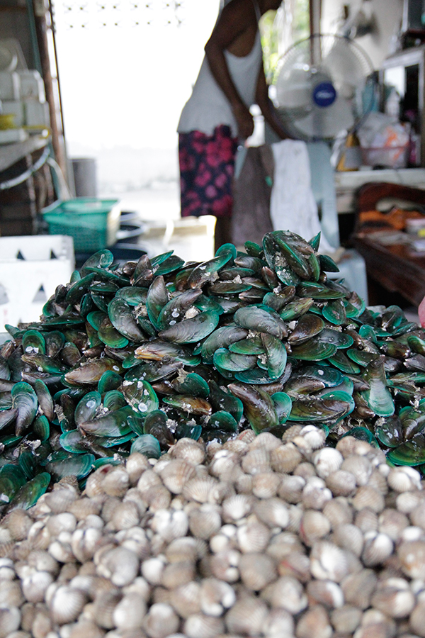 Moules vert flashy - Mytilus smaragdinus